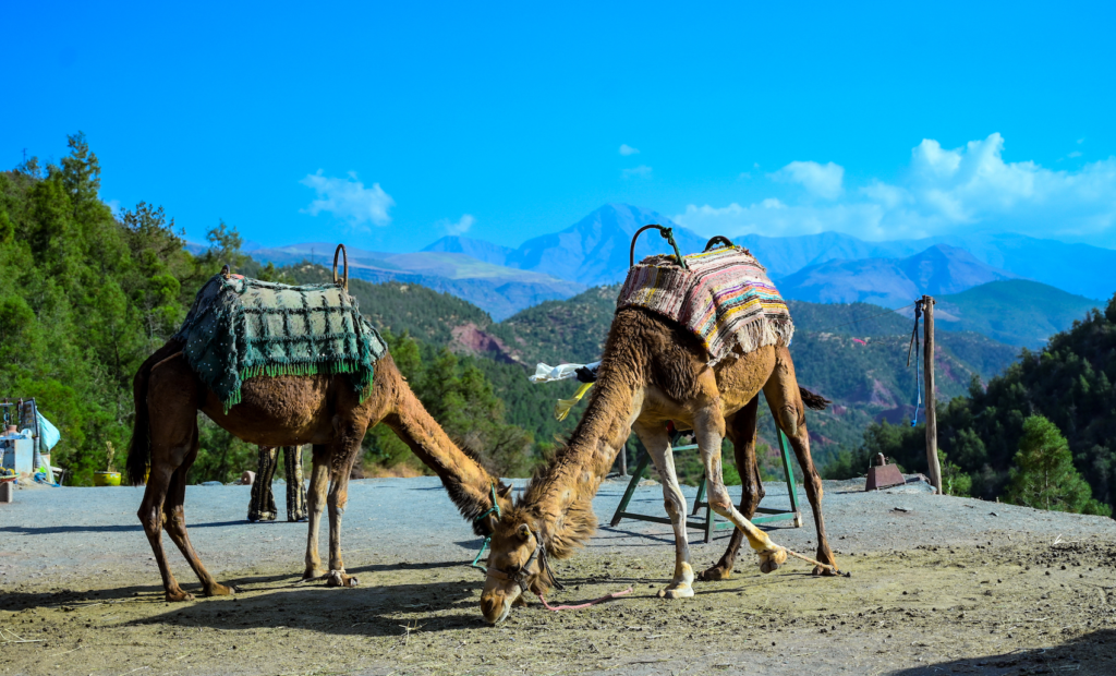 Camels with Atlas Mountains in the background in Morocco